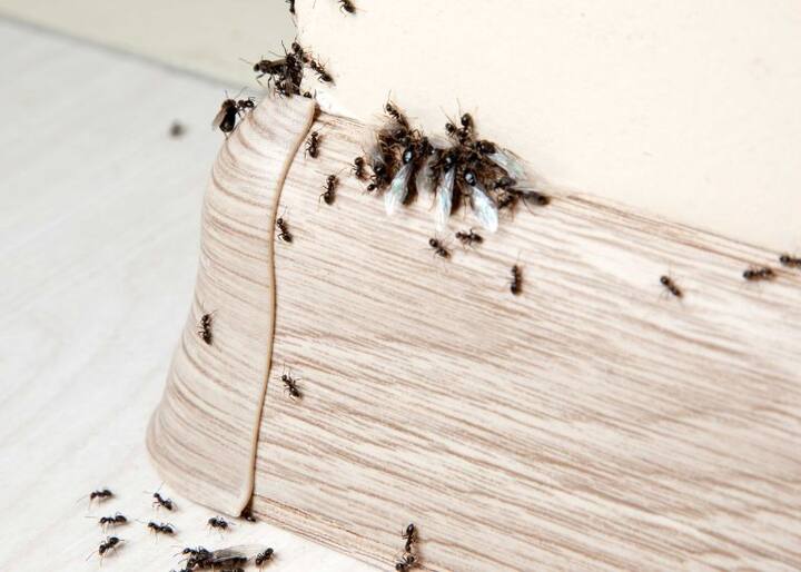 Pest Control Ants